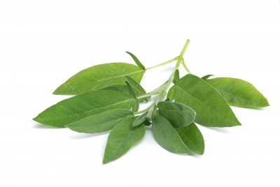 Sage - Salvia officinalis