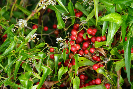 Sarsaparilla - Smilax officinalis