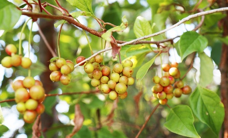 Schisandra - Magnolia Vine