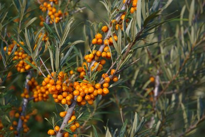 Sea Buckthorn - Hippophae rhamnoides