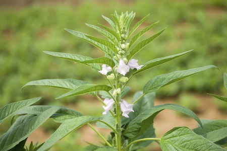 Sesame - Sesamum indicum