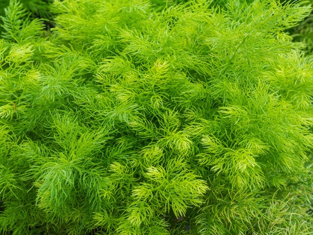 Shatavari - Asparagus racemosus