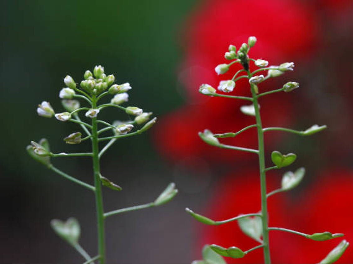 Shepherd's Purse - Capsella burs-pastoris