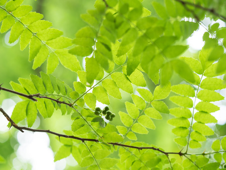 Sichuan Pepper - Zanthoxylum piperitum