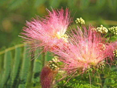 Silk Tree - Albizia julibrissin