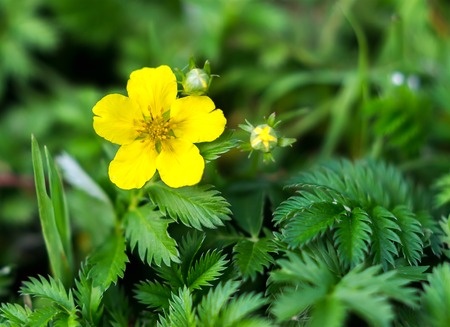 Silverweed - Potentilla anserina