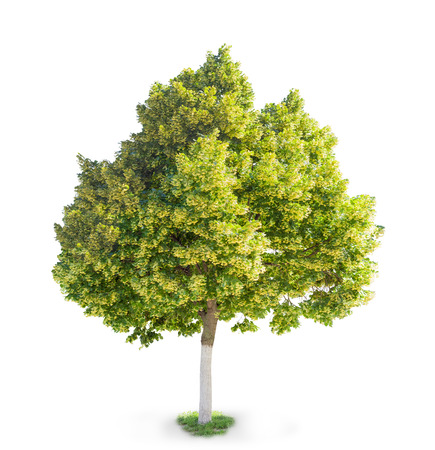 Small-leaved Linden - Tilia cordata
