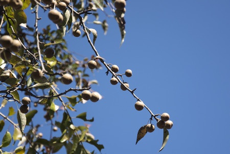 Soapberry Tree - Sapindus mukorossi