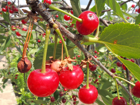 Sour Cherry - Prunus cerasus