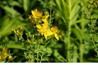 St. John's Wort - Hypericum perforatum