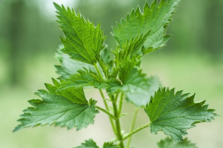 Stinging Nettle