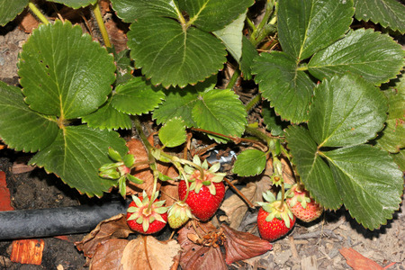 Strawberry - Fragaria