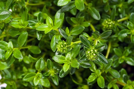 Summer Savory - Satureja hortensis