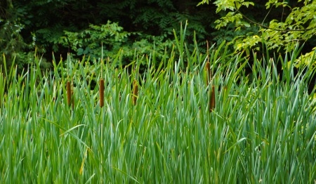 Sweet Flag - Acorus calamus