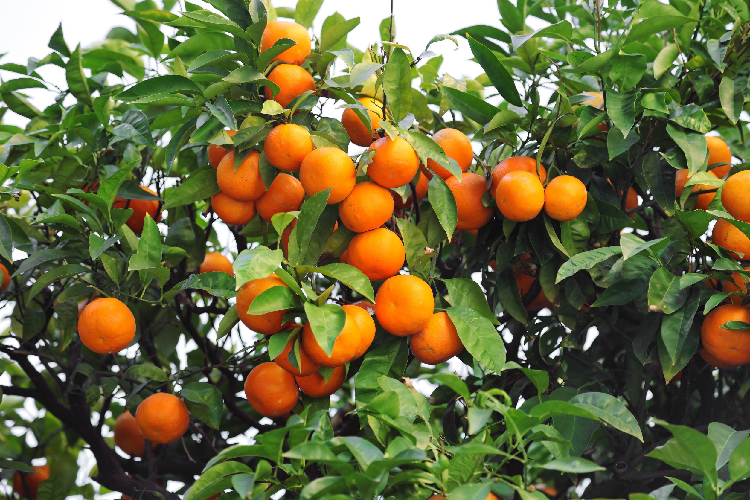 Sweet Orange – Citrus sinensis