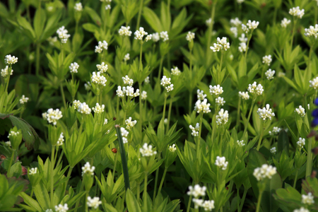 Sweet Woodruff - Asperula odorata