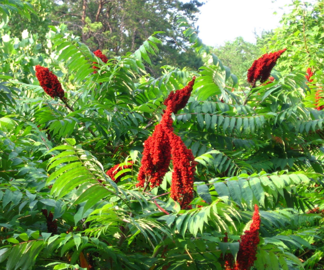 Tanner's Sumac - Rhus coriaria