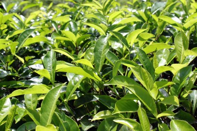 Tea Plant - Camellia sinensis