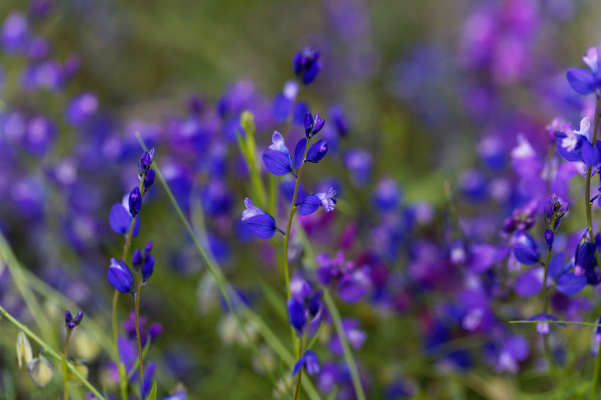 Thinleaf Milkwort - Polygala tenuifolia