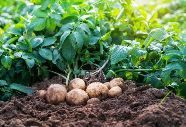 Tocosh - Potato