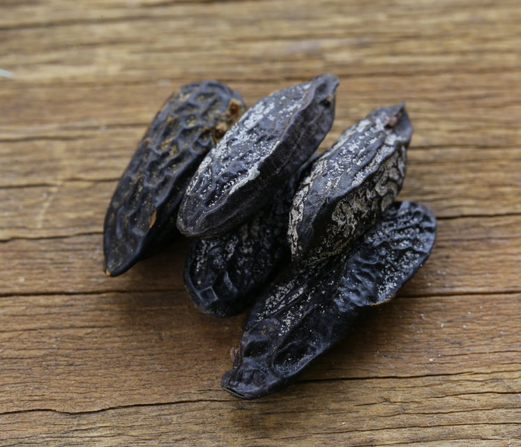 Tonka Bean Tree