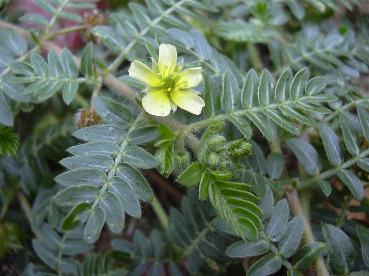 Tribulus terrestris - Puncture Vine