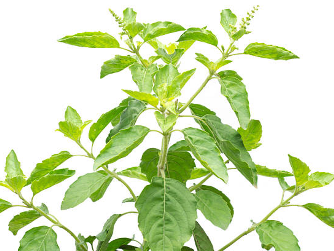 Tulsi - Holy Basil
