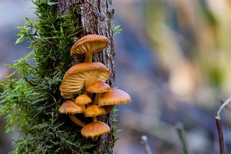 Velvet Shank - Flammulina velutipes
