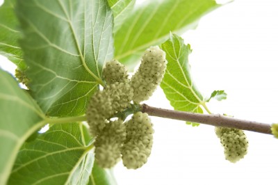 White Mulberry - Morus alba