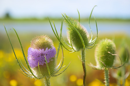 Wild Teasel - Dipsacus fullonum
