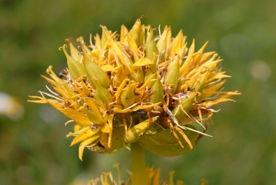 Yellow Gentian – Gentiana lutea