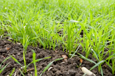 Young Barley - Hordeum vulgare