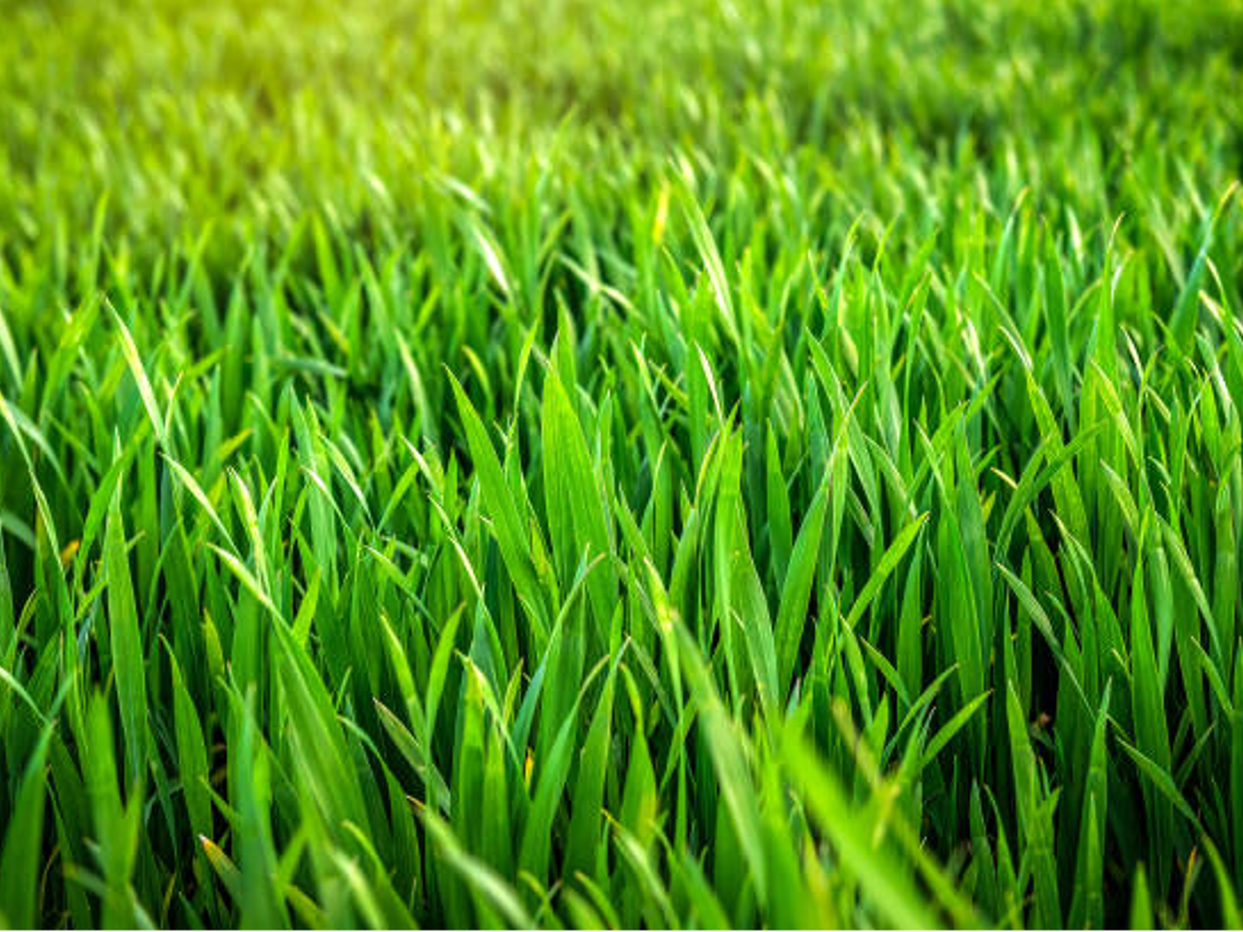 Young Wheatgrass