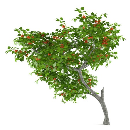 Абрикос – Звичайний абрикос (Armeniaca vulgaris)