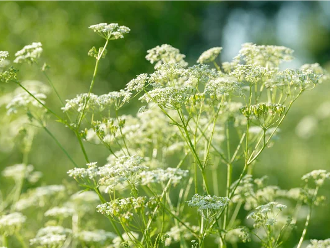 Аніс звичайний – Pimpinella anisum