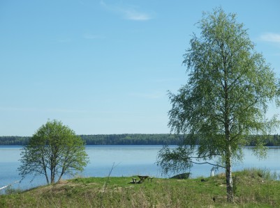 Береза білокора – Береза повисла