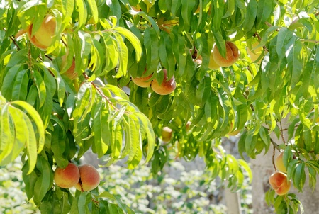 Бру́сквіня звича́йна – Prunus persica
