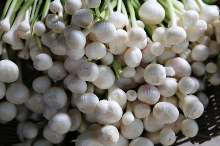 Часник городній – Allium sativum