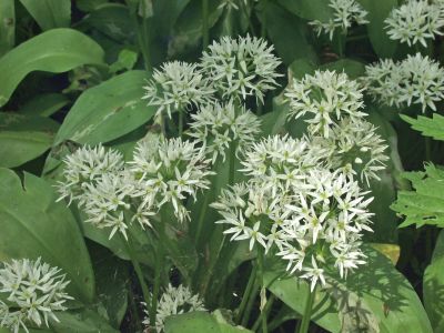 Часник ведмежий – Allium ursinum
