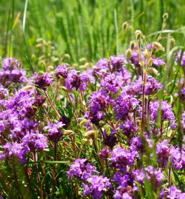 Чебрець – Thymus serpyllum