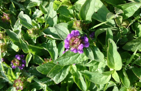 Чорноголовка звичайна – Prunella vulgaris