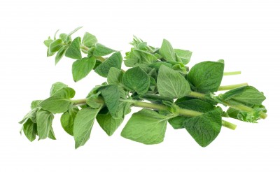Душиця звичайна – Origanum vulgare