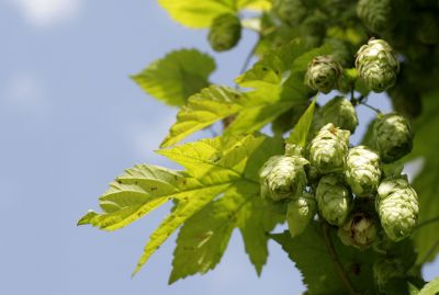 Хміль звичайний – Humulus lupulus
