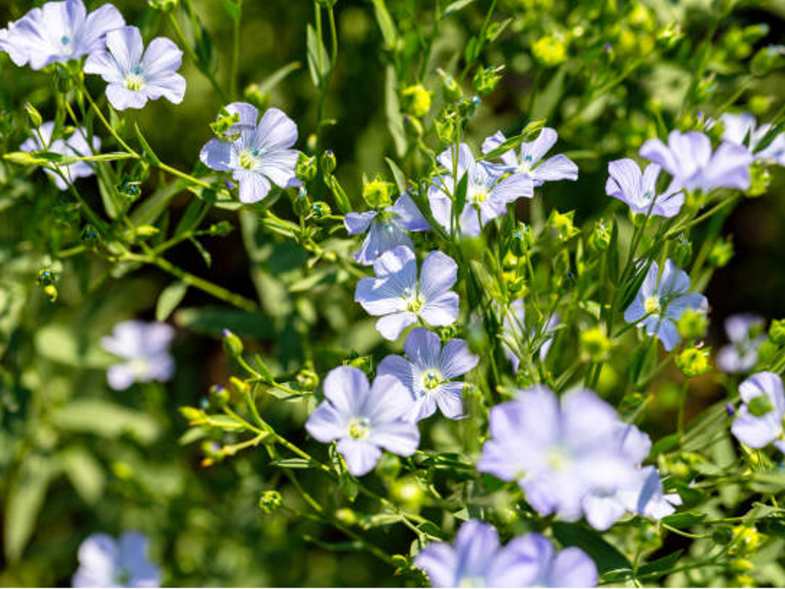 Льон звичайний – Linum usitatissimum