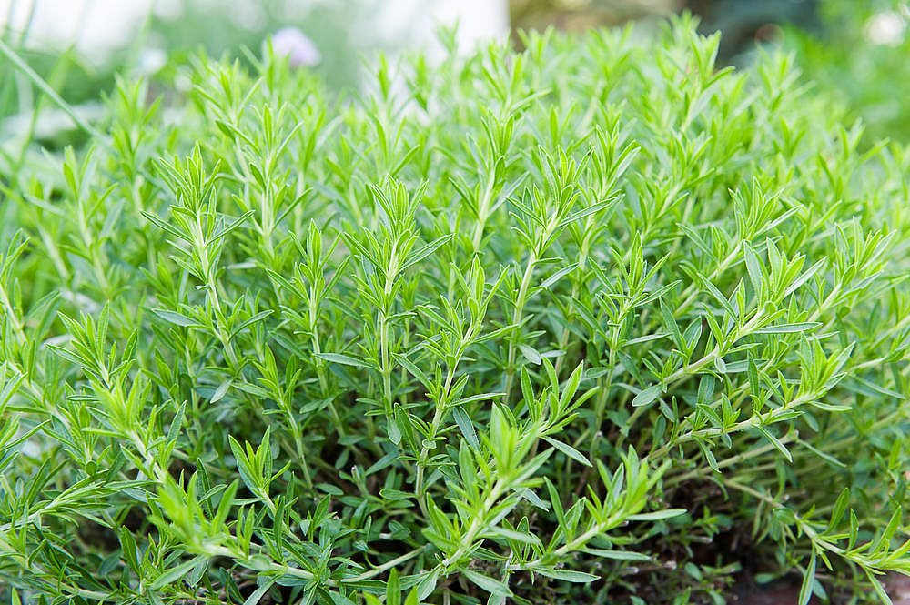 Пижмо естрагонове – Artemisia dracunculus