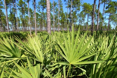 Сереноа — Пилкова пальма (Serenoa repens)