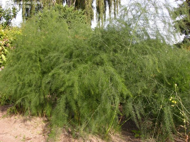 Спаржа коцинхінська – Asparagus cochinchinensis