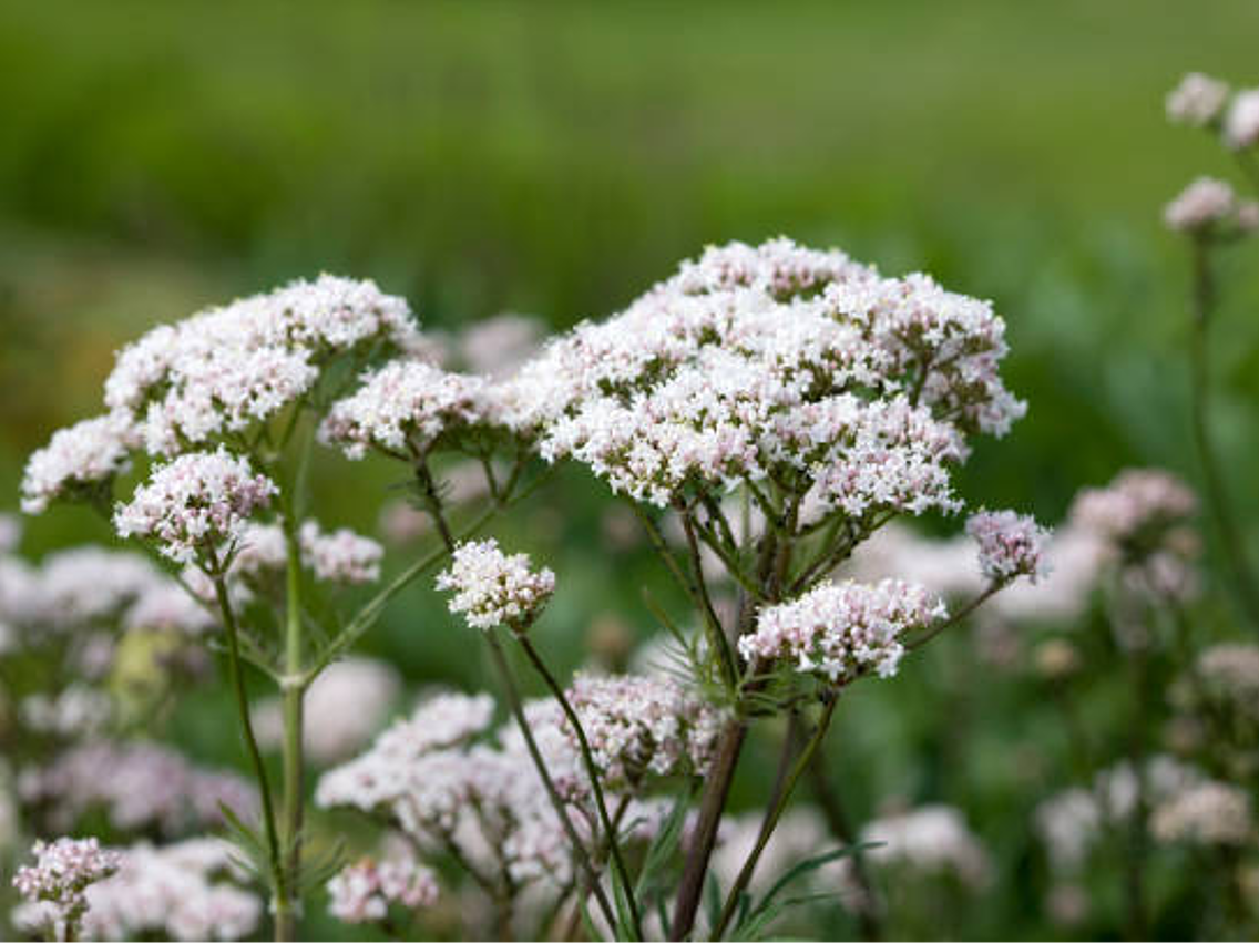 Валеріана лікарська – Valeriana officinalis