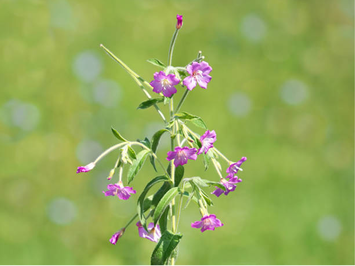 Верхівка дрібноквіткова – Epilobium parviflorum